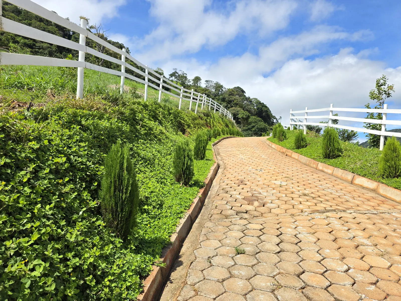 Estrada calçada com tuias, cerca branca e vista da serra