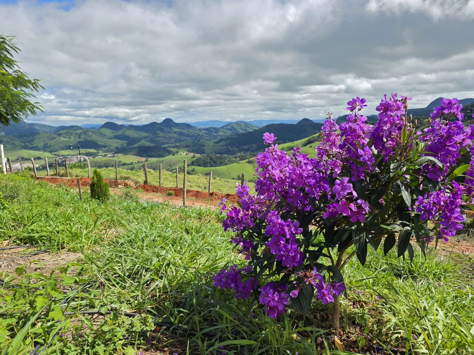 Flores com vista de Piranguçu e Serra da Mantiqueira