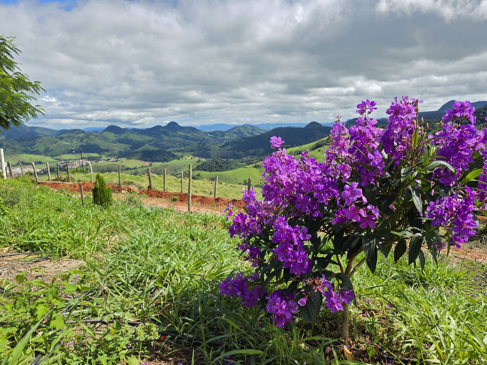 Quaresmeira florida com vista da serra ao fundo