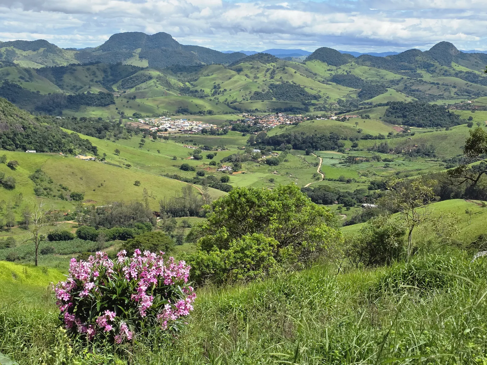 Quaresmeira florida com vista da serra ao fundo