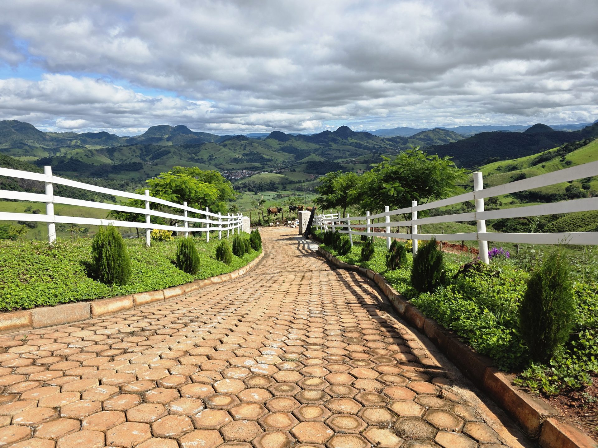 Estrada descendo entre tuias com panorama da Serra da Mantiqueira